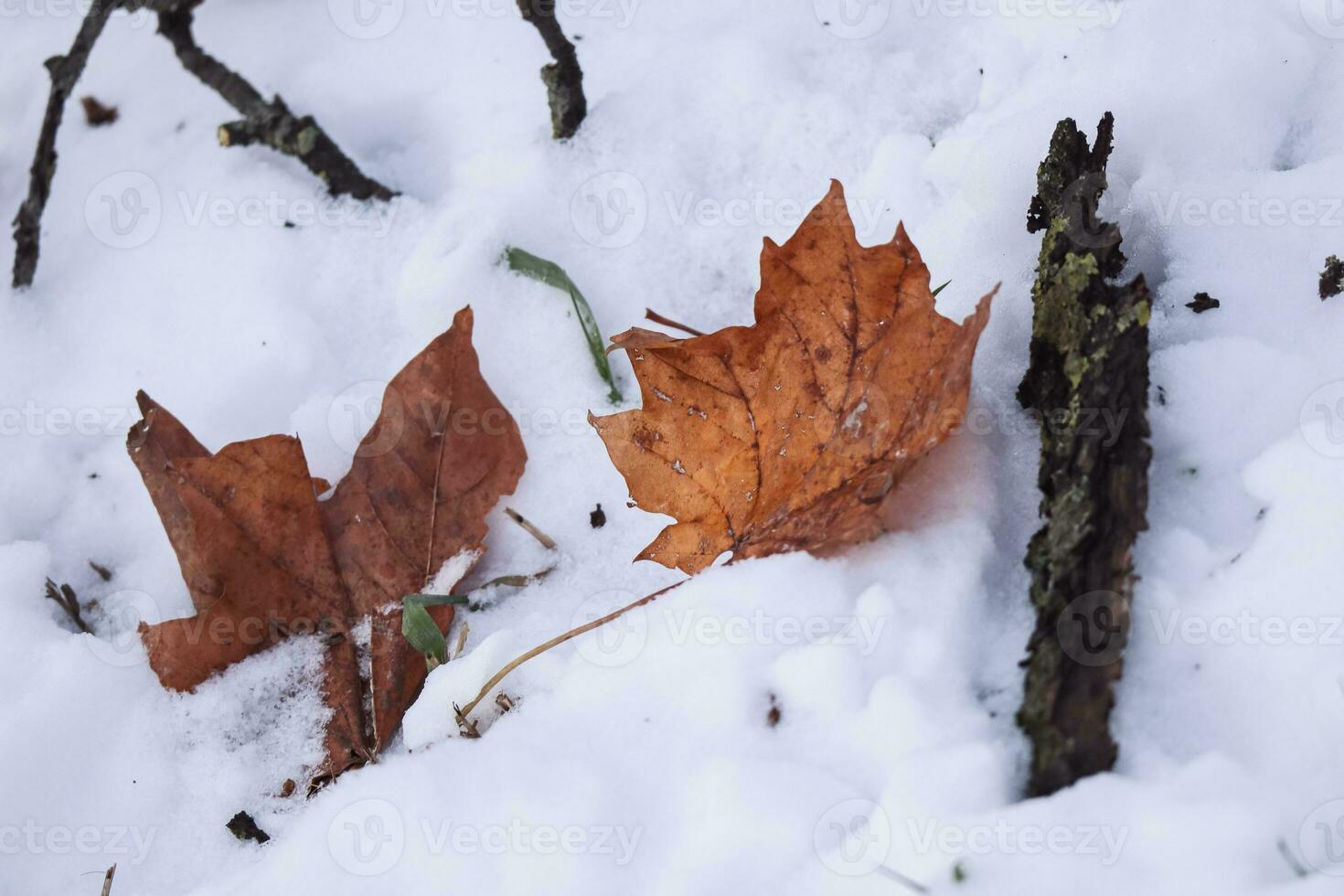 dois amarelo bordo folhas em uma branco neve dentro inverno temporada, outono bordo folha em Nevado dia degola Fora a partir de uma monte de neve foto