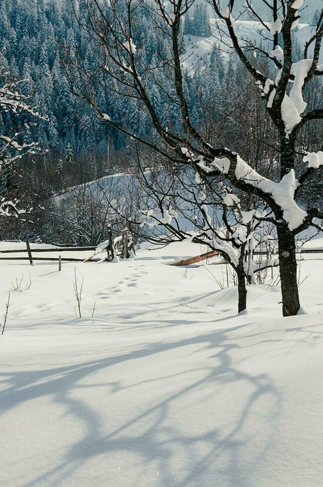 neve declive campo inverno ensolarado panorama foto