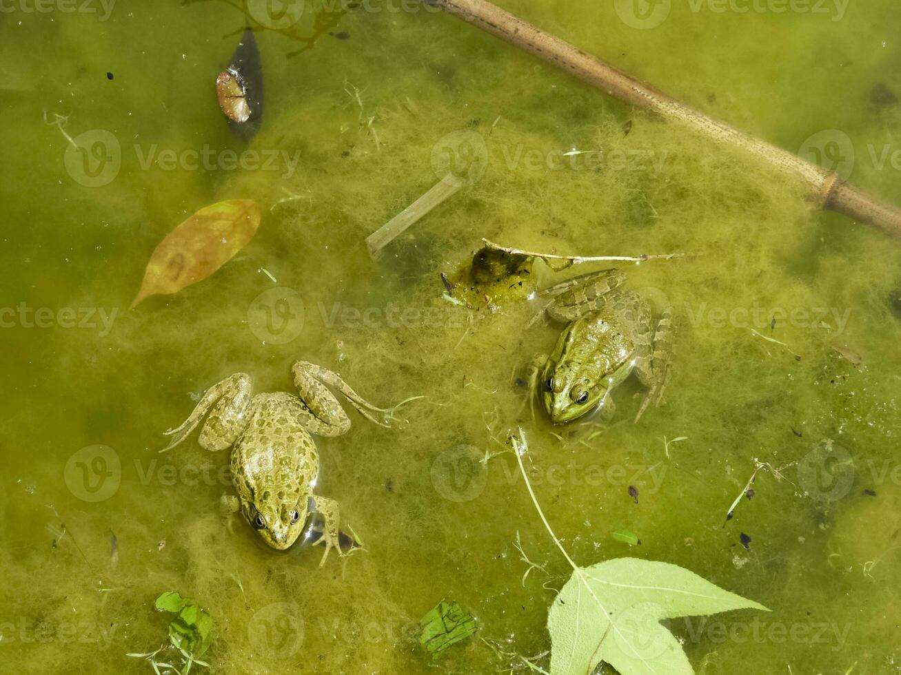 a verde rã. a anfíbio rã é ordinário. foto