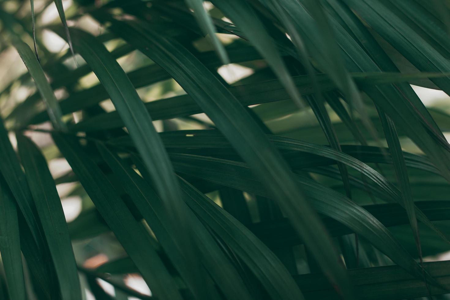 fundo borrado da folha verde tropical, tema de tom escuro. foto