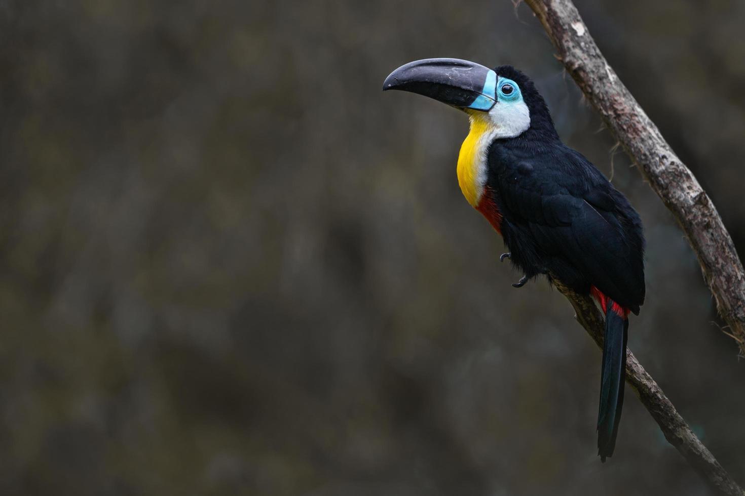 canal faturado tucano foto