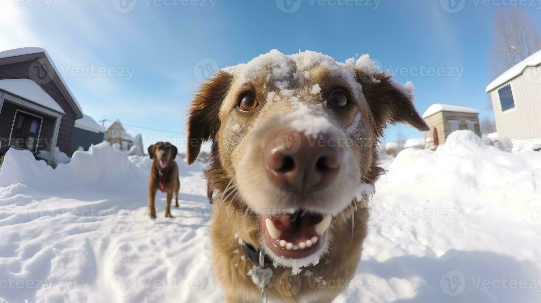 ai gerado olho de peixe retrato do cachorro em neve coberto campo, ai generativo foto