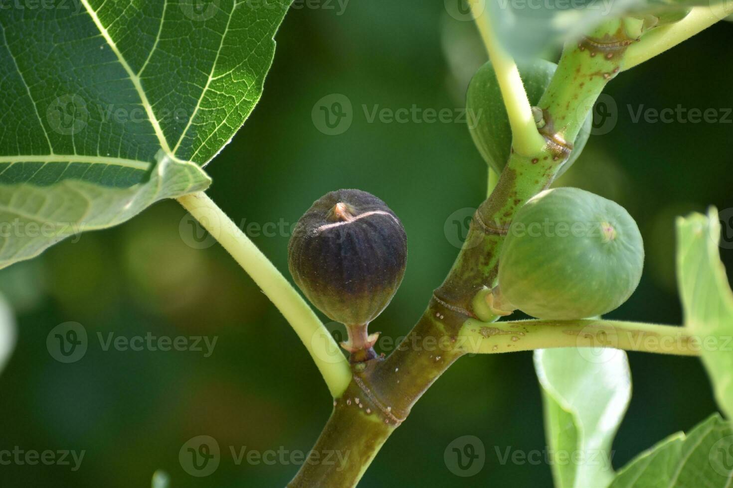 roxa e verde figos fruta suspensão em a ramo do uma FIG árvore, ficus carica foto