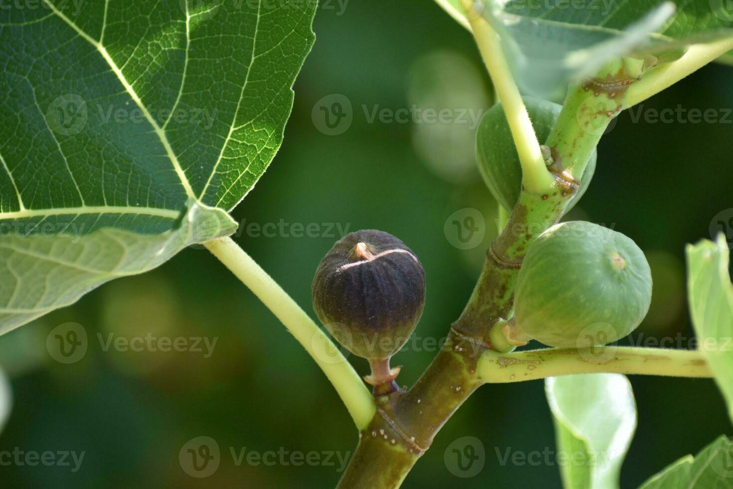 roxa e verde figos fruta suspensão em a ramo do uma FIG árvore, ficus carica foto