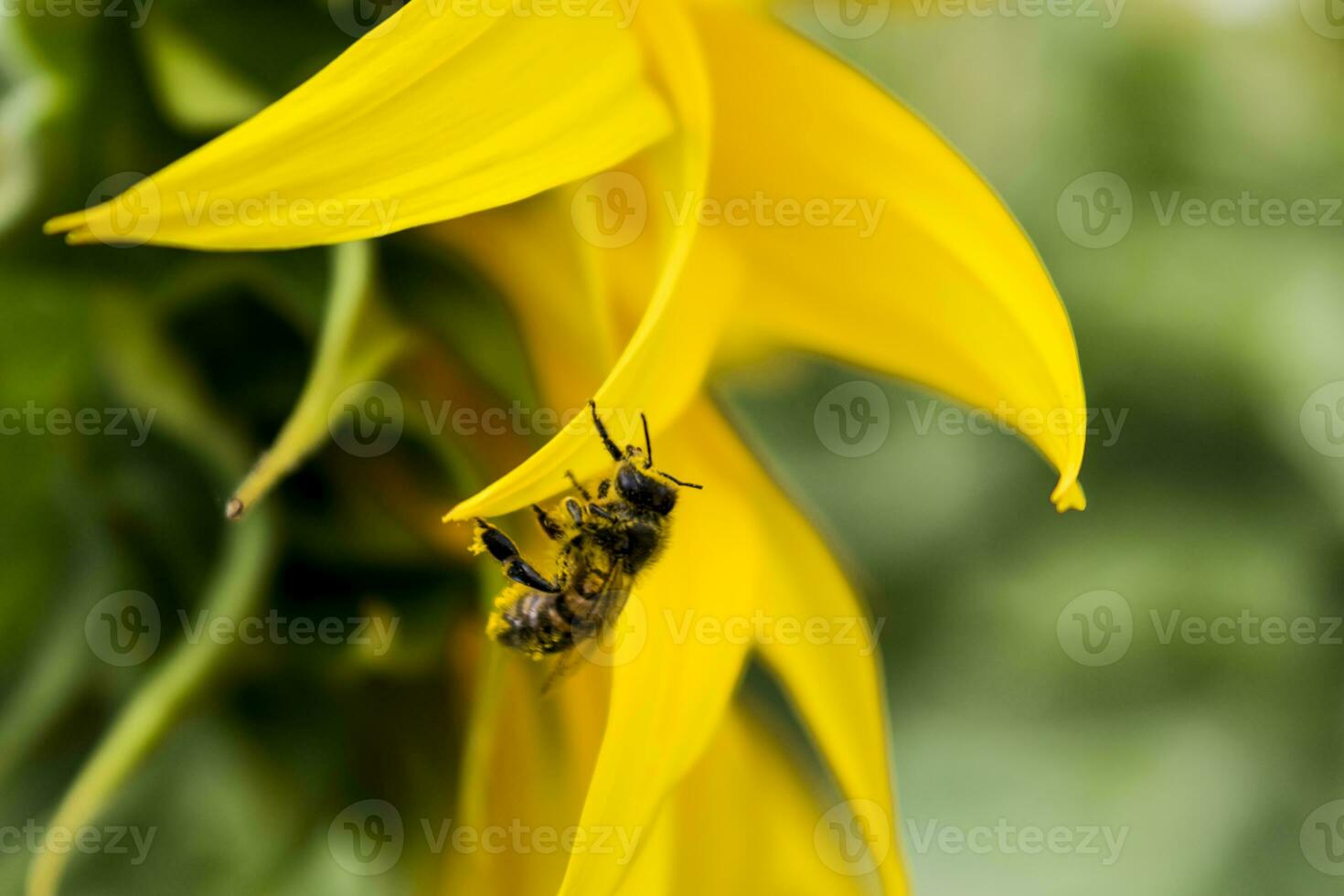 abelha colecionar pólen em girassol flor, helianthus annuus foto