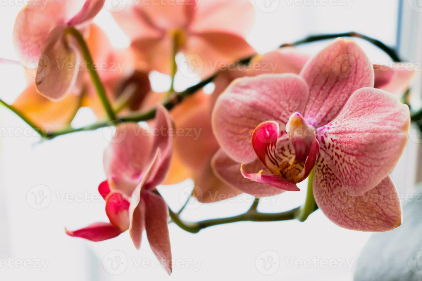 orquídea flor dentro interior, phalaenopsis foto