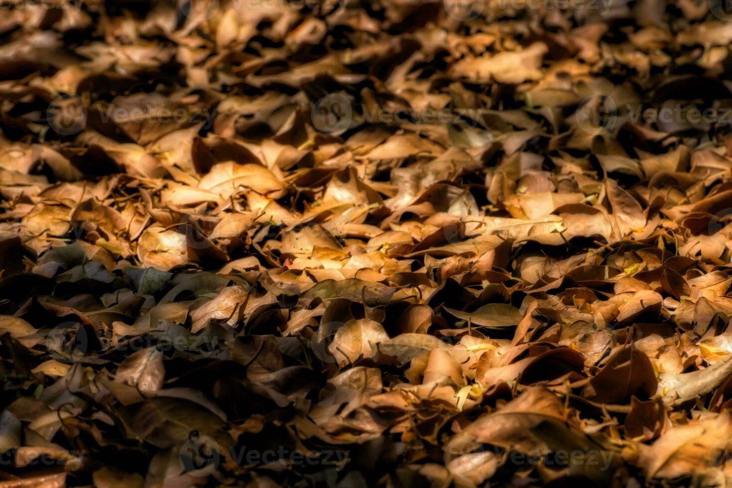 seco folhas para usar Como fertilizante. foto