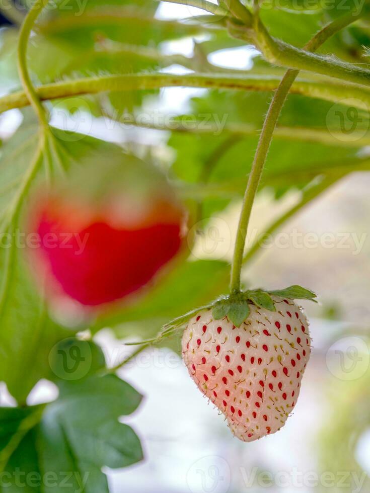 morango fresco não foi coletado de uma planta de morango foto