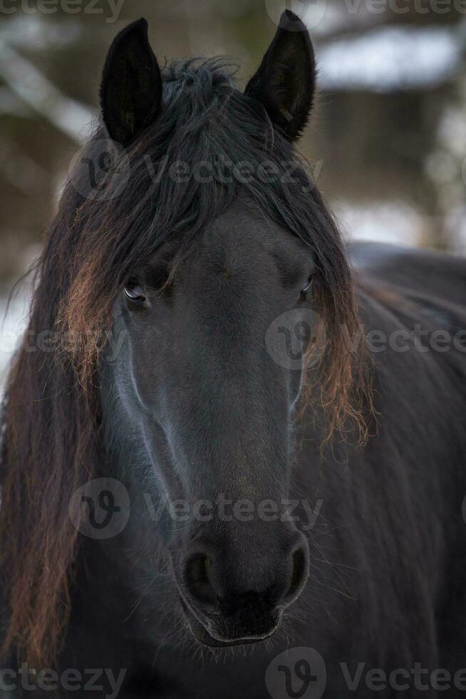 retrato beleza cavalo frisão no inverno foto