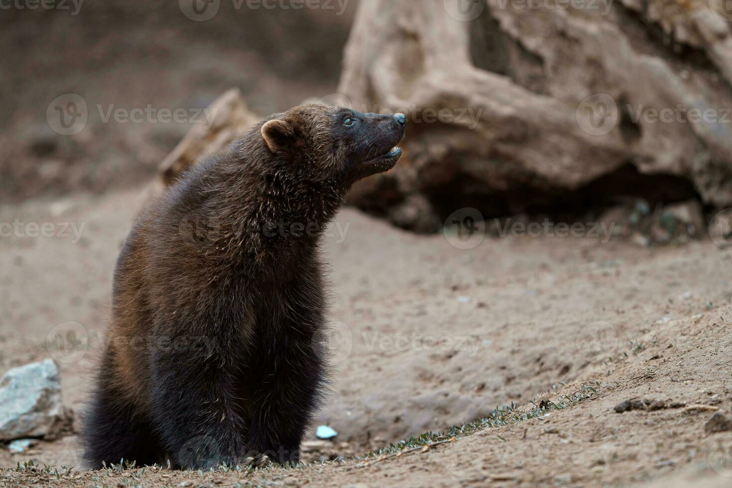 siberian carcaju, gulo gulo dentro natureza foto