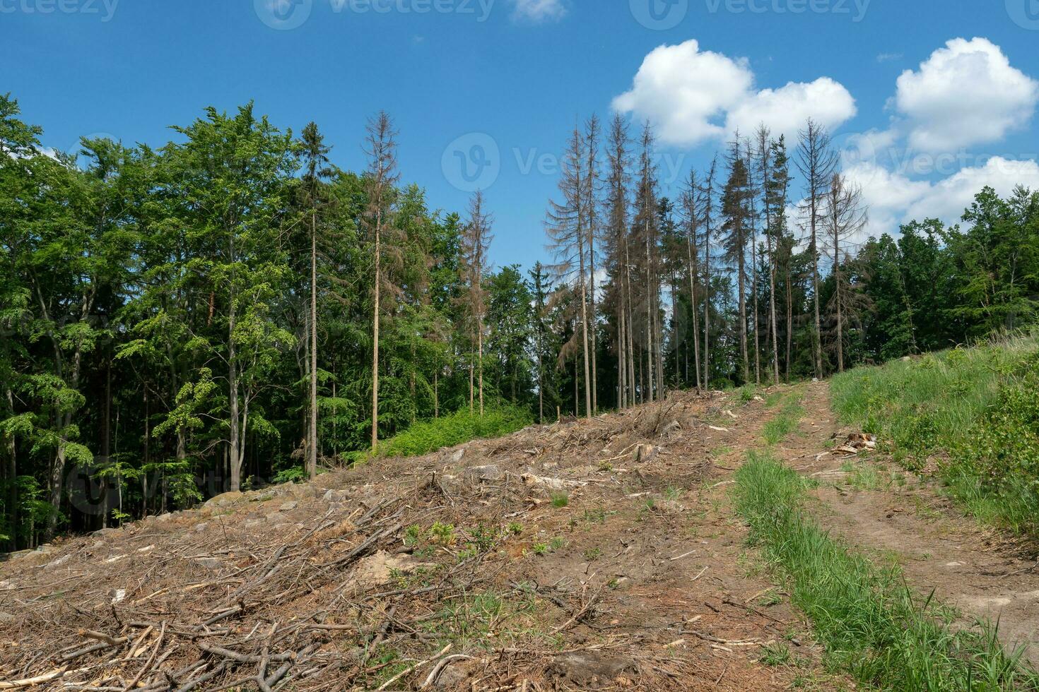 estrada através morto árvores europeu abeto latido besouro atacado árvores dentro a floresta. foto