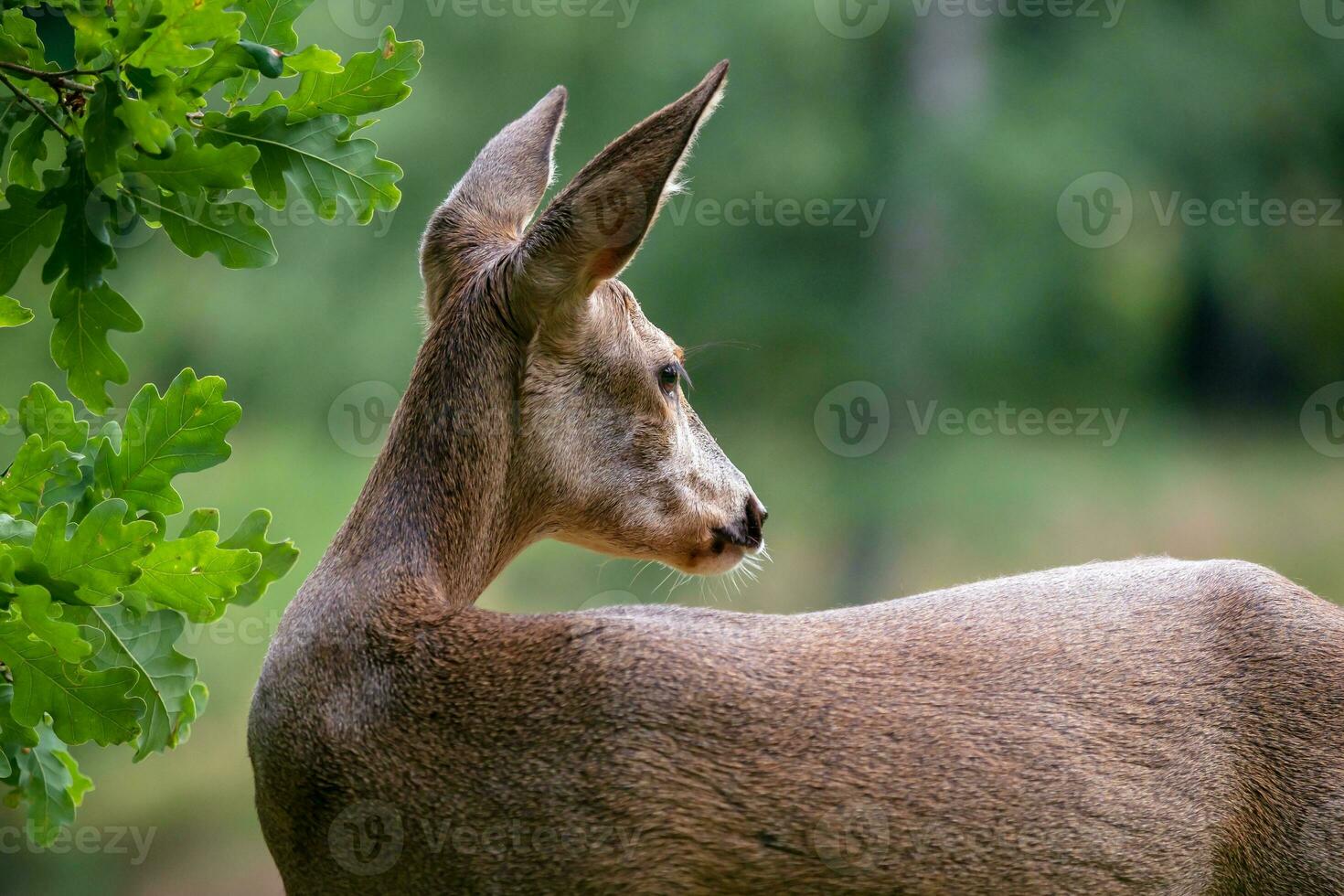 ovas veado dentro floresta, Capreolus capreolus. selvagem ovas veado dentro natureza. foto