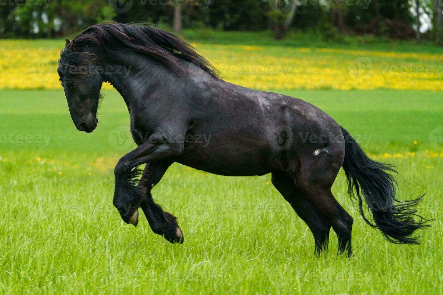 cavalo frisiano preto corre a galope. foto