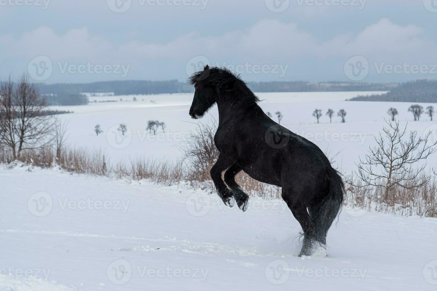 frisão garanhão corrida dentro inverno campo. Preto frisão cavalo corre galope dentro inverno. foto