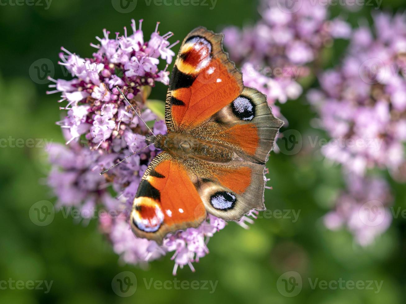 borboleta pavão se alimentando das flores de uma planta de orégano foto