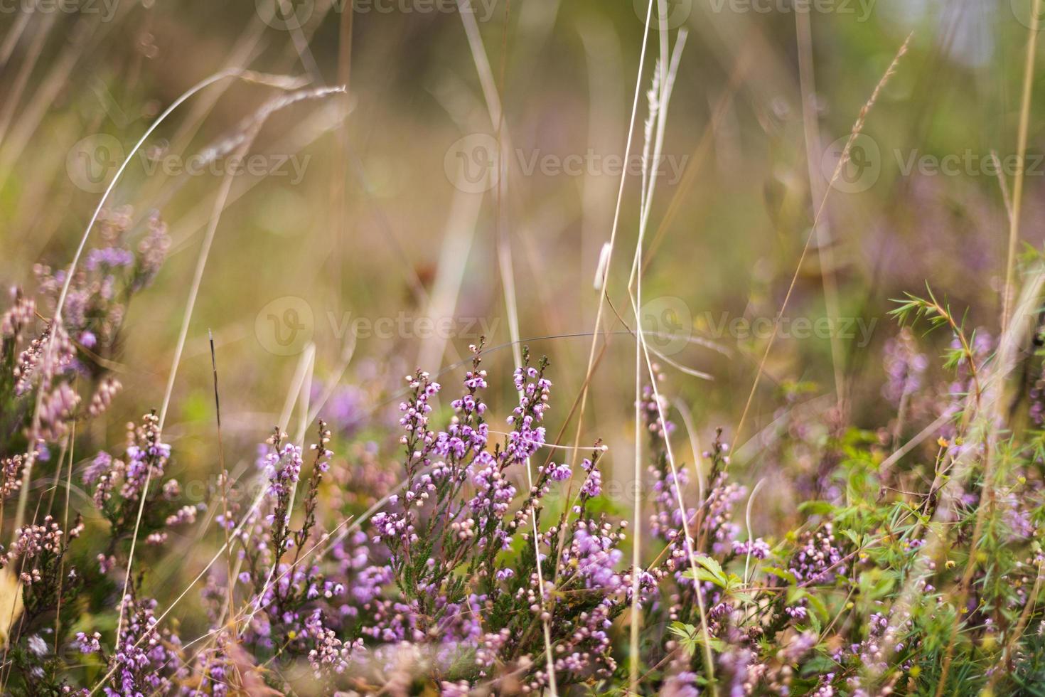 flores no campo. foto