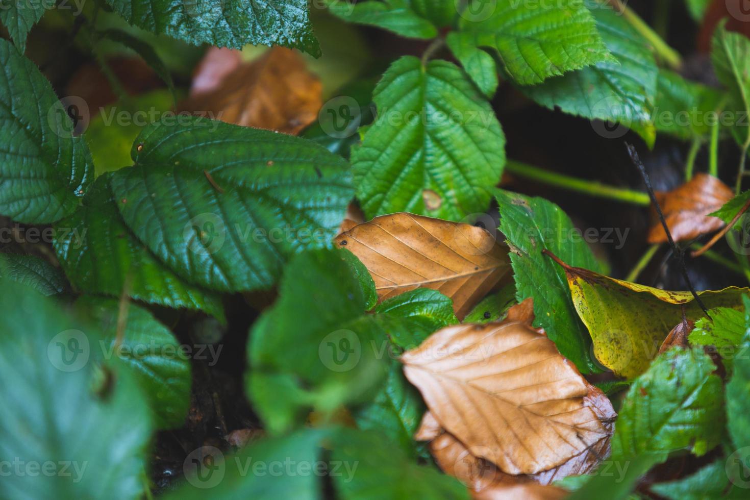 folhas na floresta de outono foto