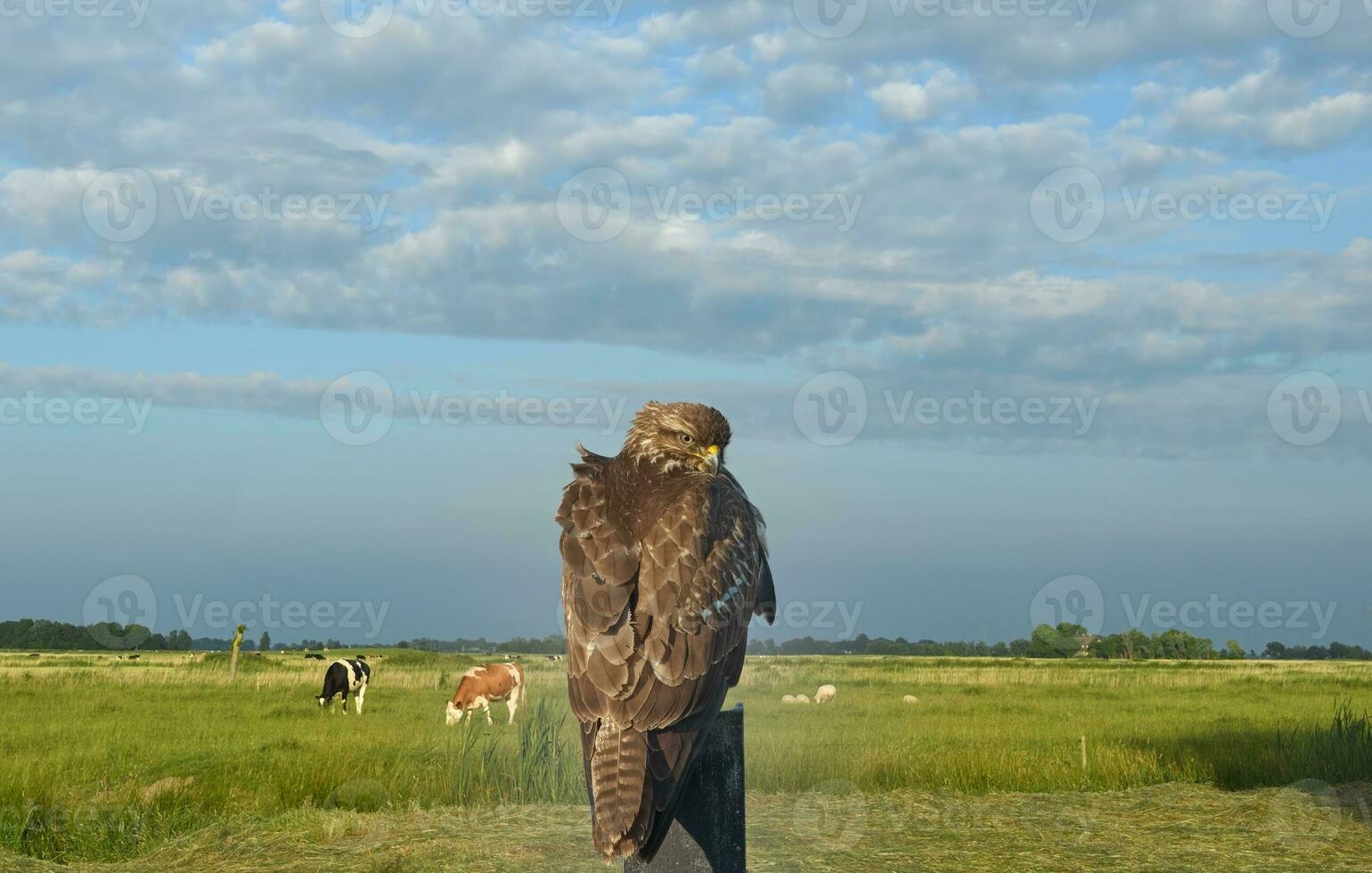 comum urubu resp, buteo buteo descansos em uma Post, Renânia, Alemanha foto