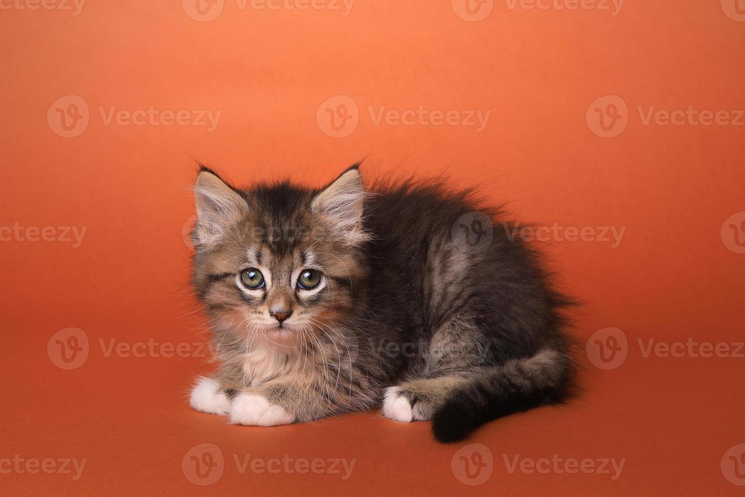 gatinho maincoon com olhos grandes foto