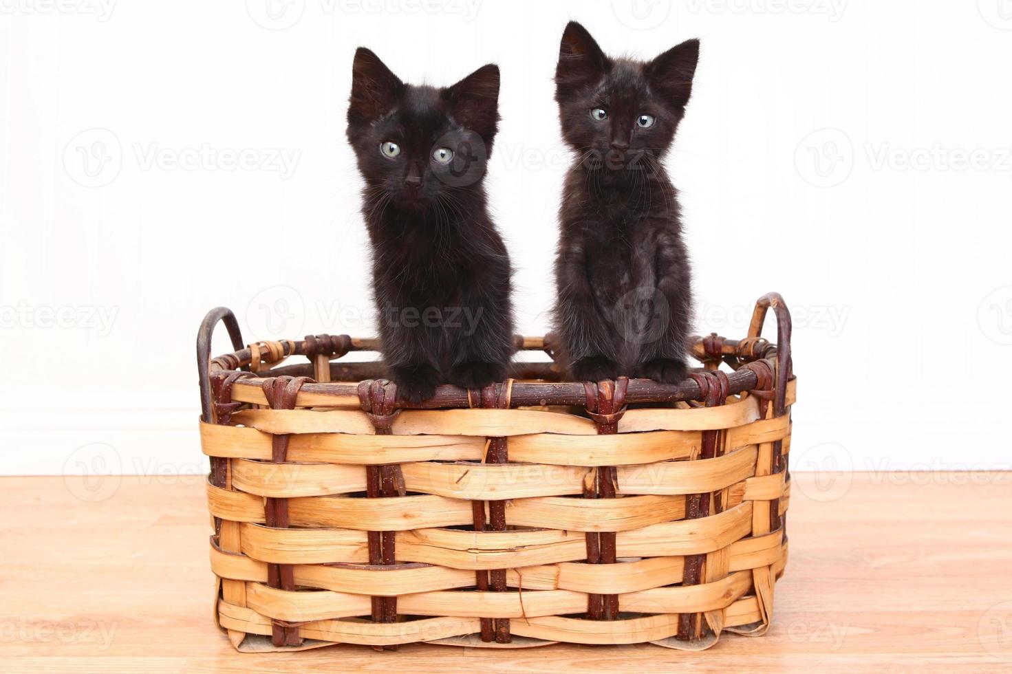 gatinhos curiosos dentro de uma cesta em branco foto