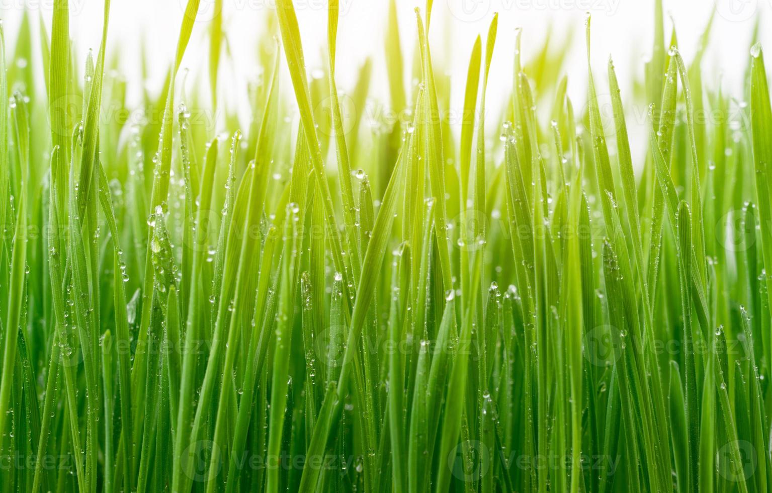 grama de trigo verde isolada no fundo branco foto