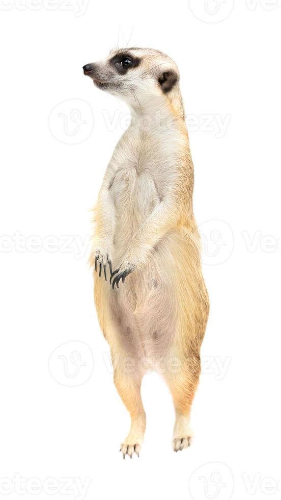 suricata suricata suricata fofa isolada foto