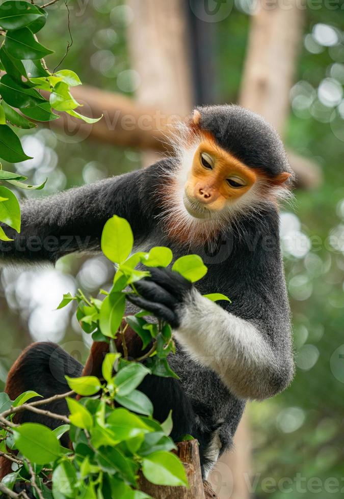 douc langur de canela vermelha foto