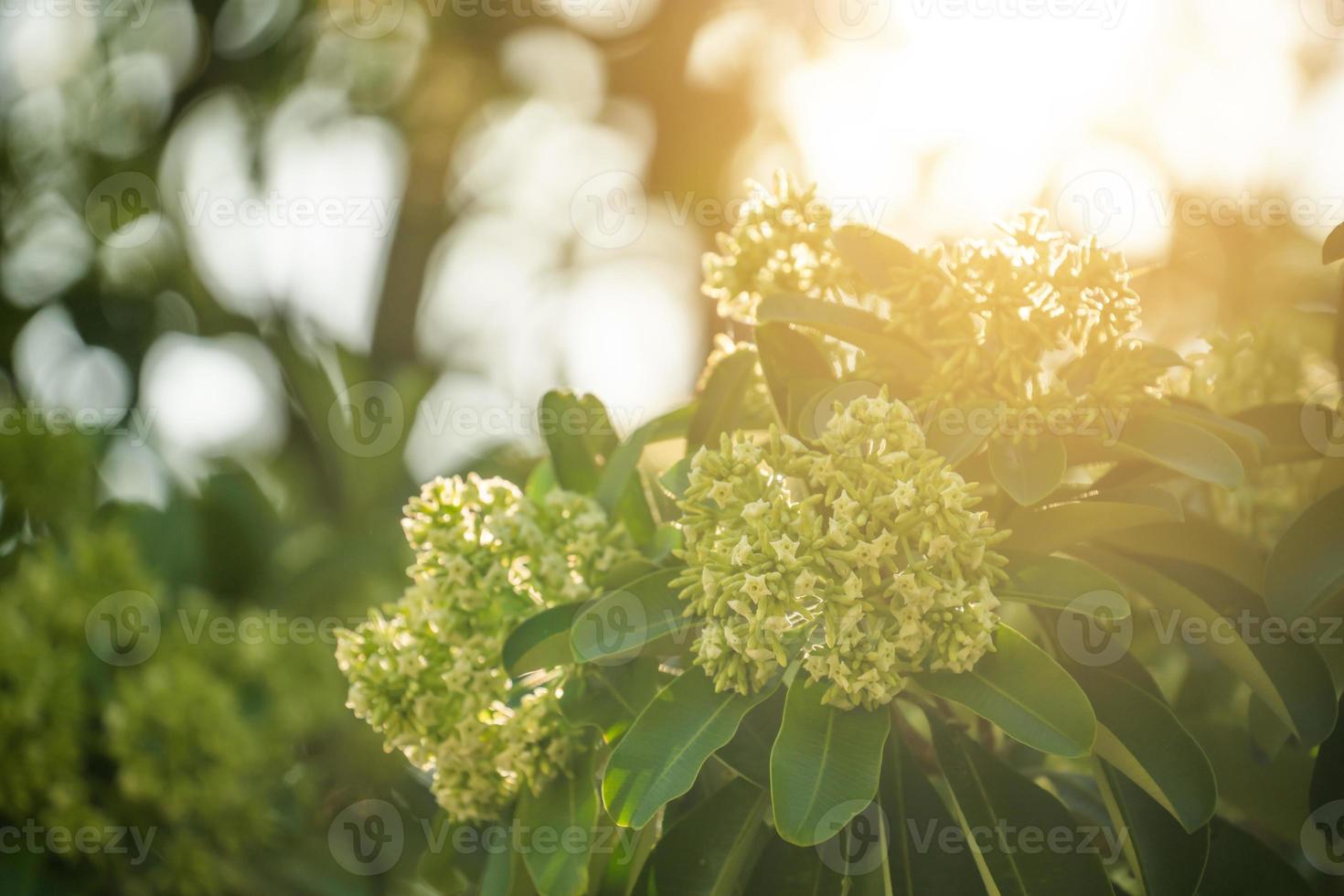 árvore do diabo alstonia scholaris com flores tem um cheiro forte foto