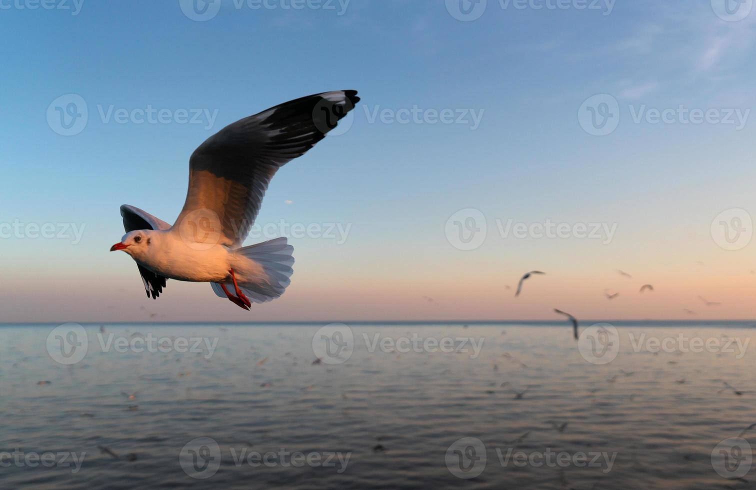 gaivotas voando sobre o mar ao pôr do sol foto