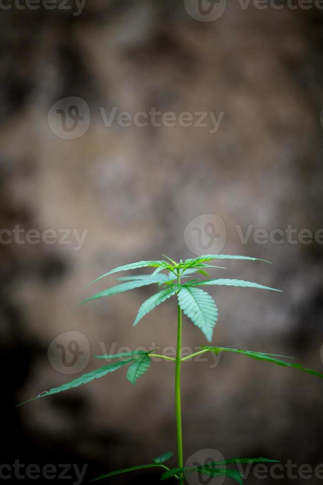 folhas frescas de maconha foto