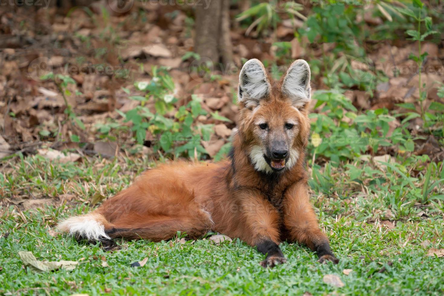 lobo-guará chrysocyon brachyurus foto