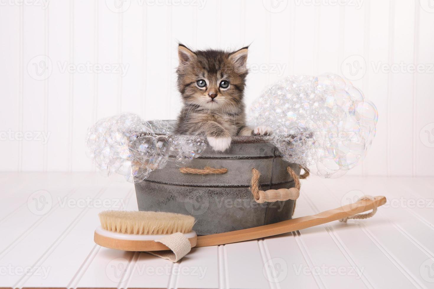 gatinho maincoon com olhos grandes tomando banho de banheira foto