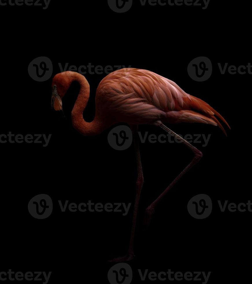 pássaro flamingo americano em fundo escuro foto