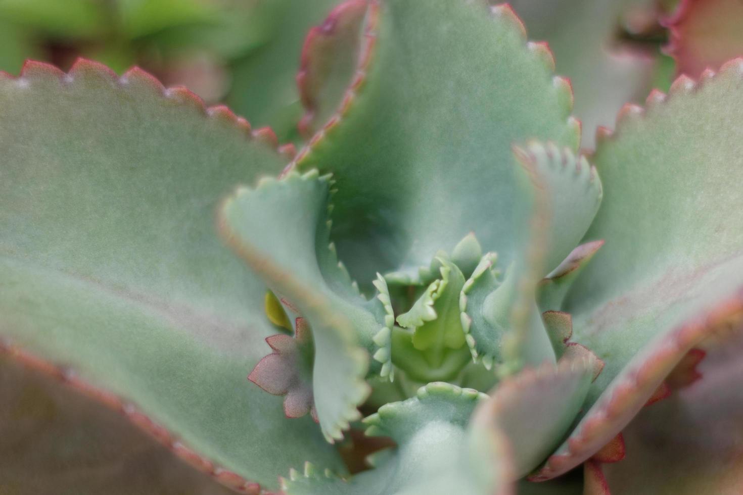 planta suculenta Kalanchoe foto