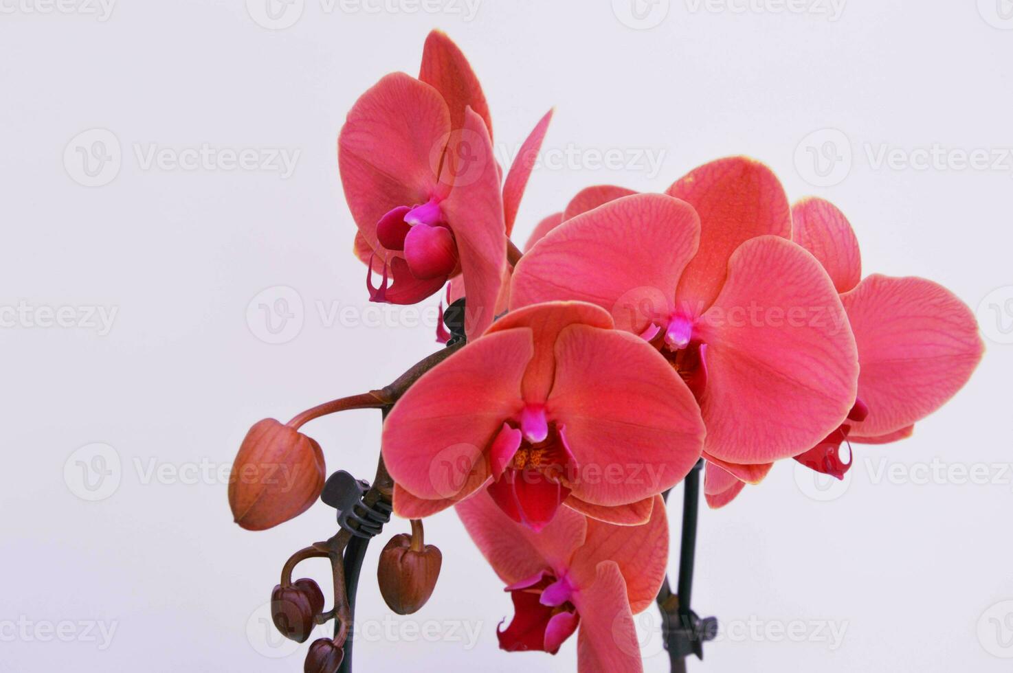 ramo com flores do brilhante Rosa phalaenopsis orquídea em uma branco fundo. decorativo exótico plantas. foto