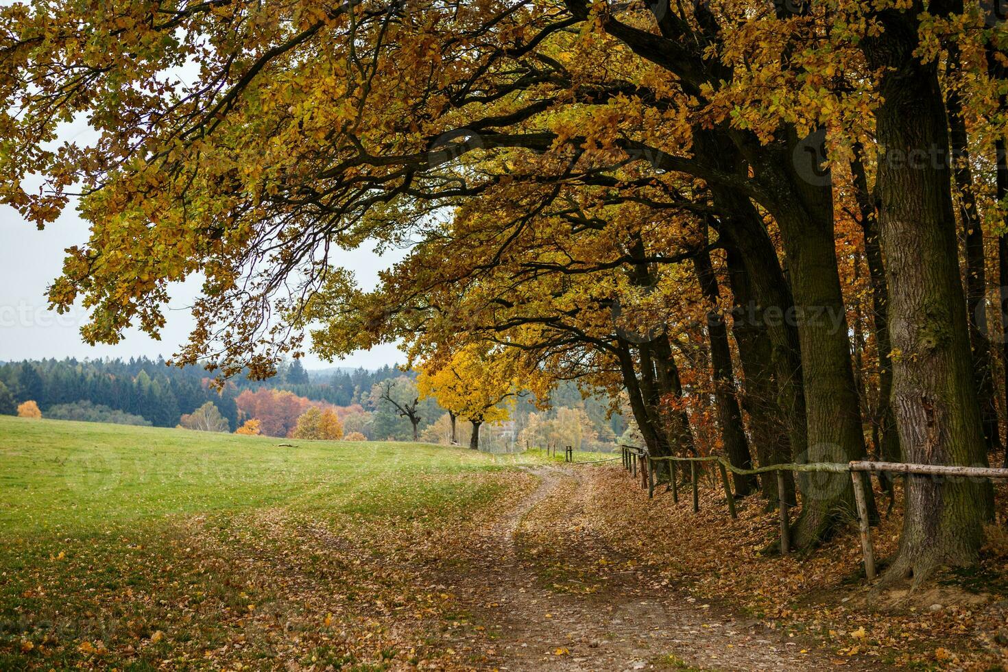 majestoso panorama com outono folhas dentro floresta. foto