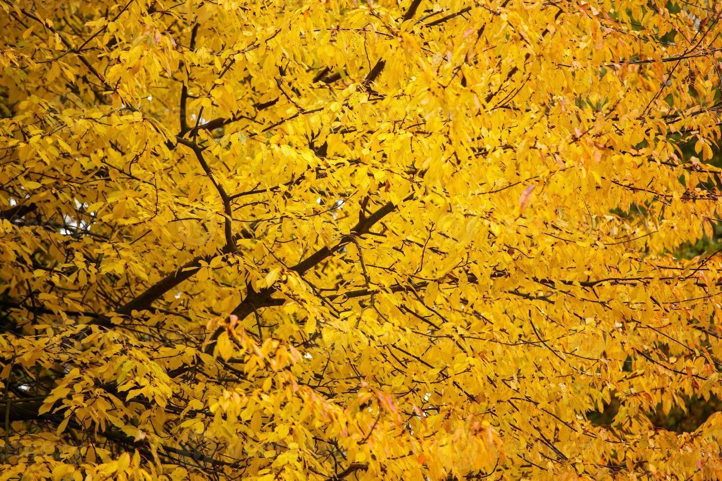 coleção de lindas folhas coloridas de outono foto