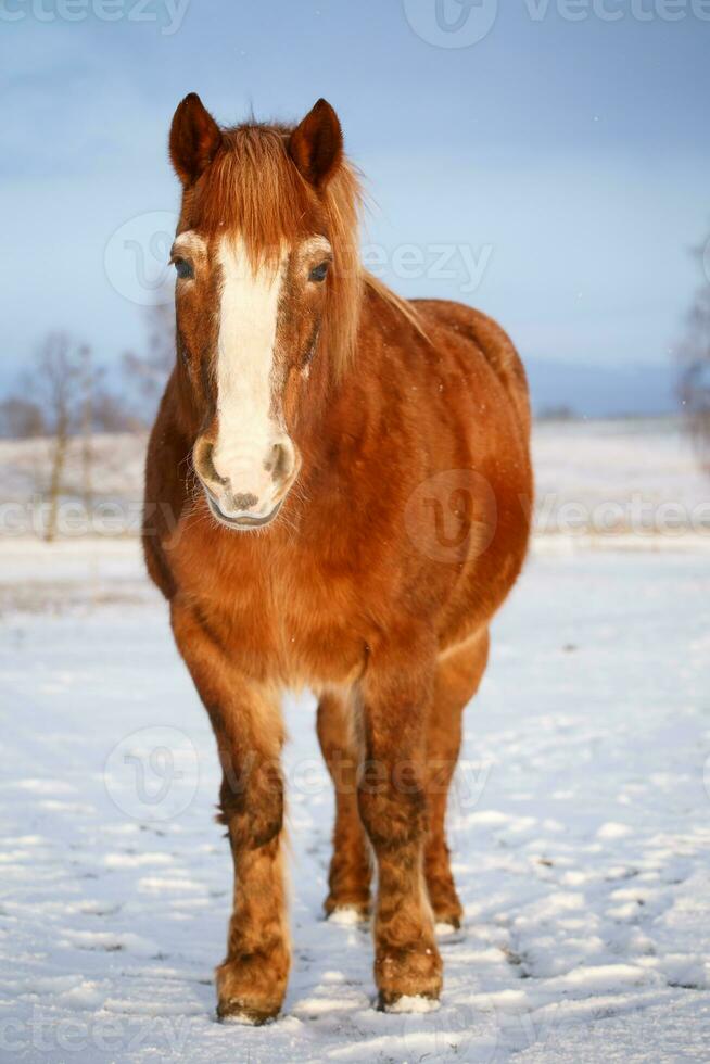 cavalo dentro neve em uma frio inverno dia. foto