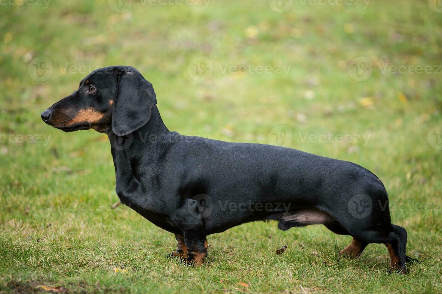 de raça pura cabelo curto dachshund foto