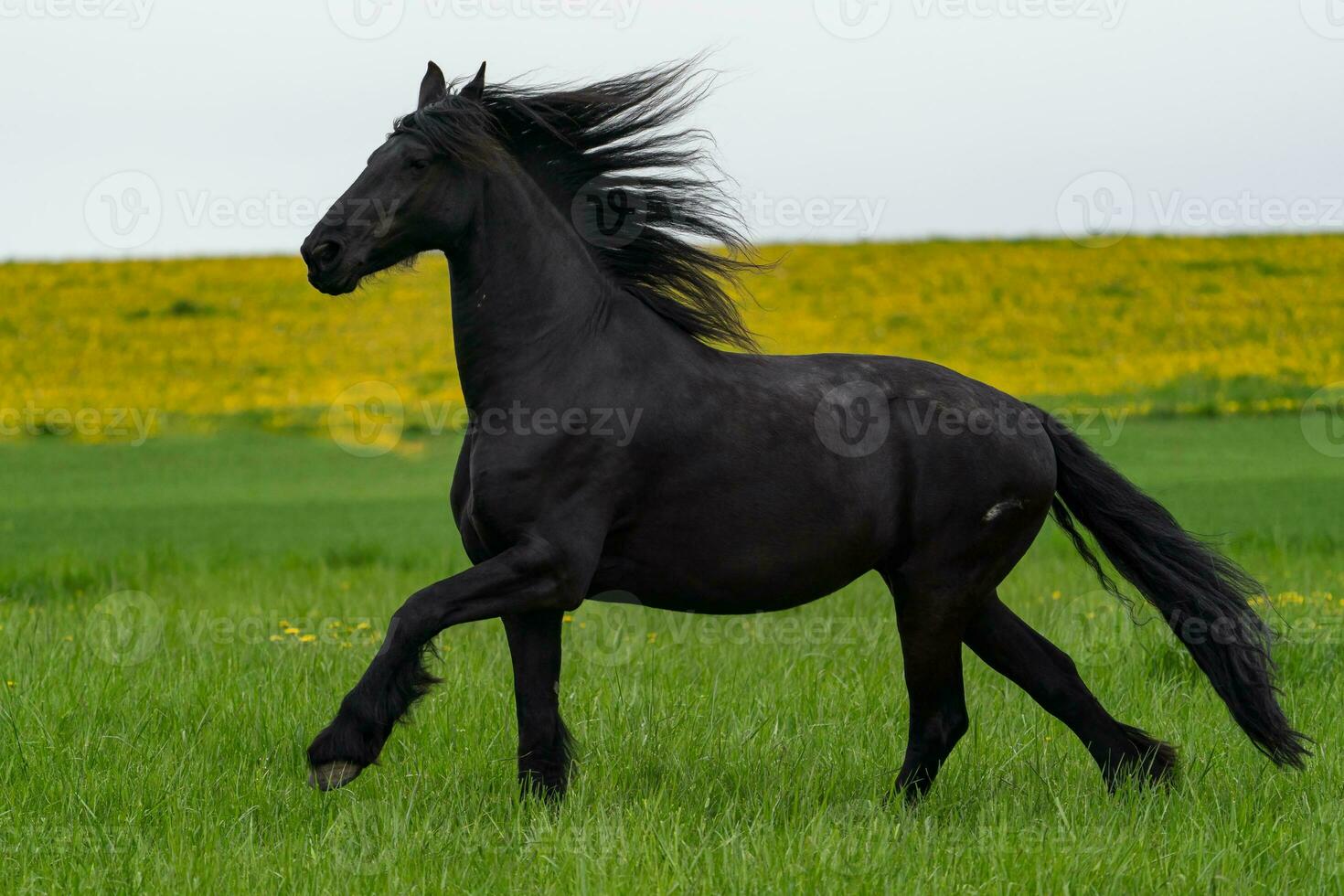 cavalo frisiano preto corre a galope. foto