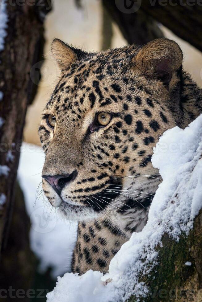 persa leopardo dentro inverno. foto