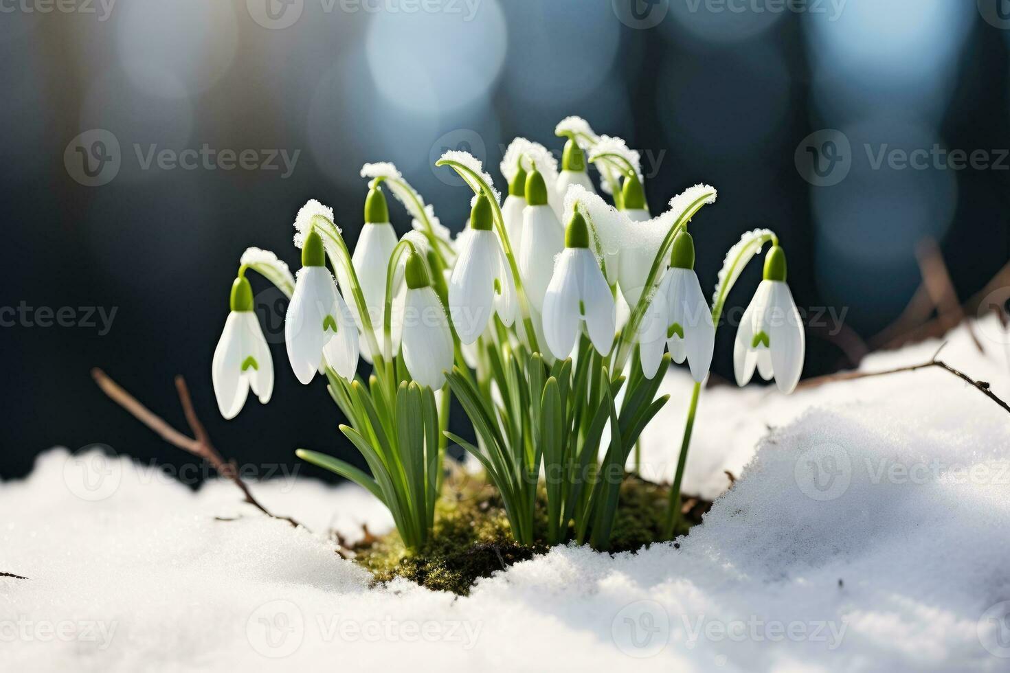 ai gerado floco de neve flores florescendo dentro neve cobertura. primeiro Primavera flores foto