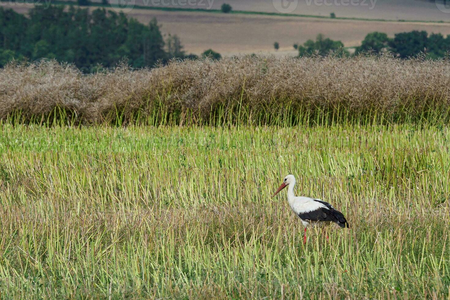 branco cegonha olhando para Comida em uma ceifado colza campo foto