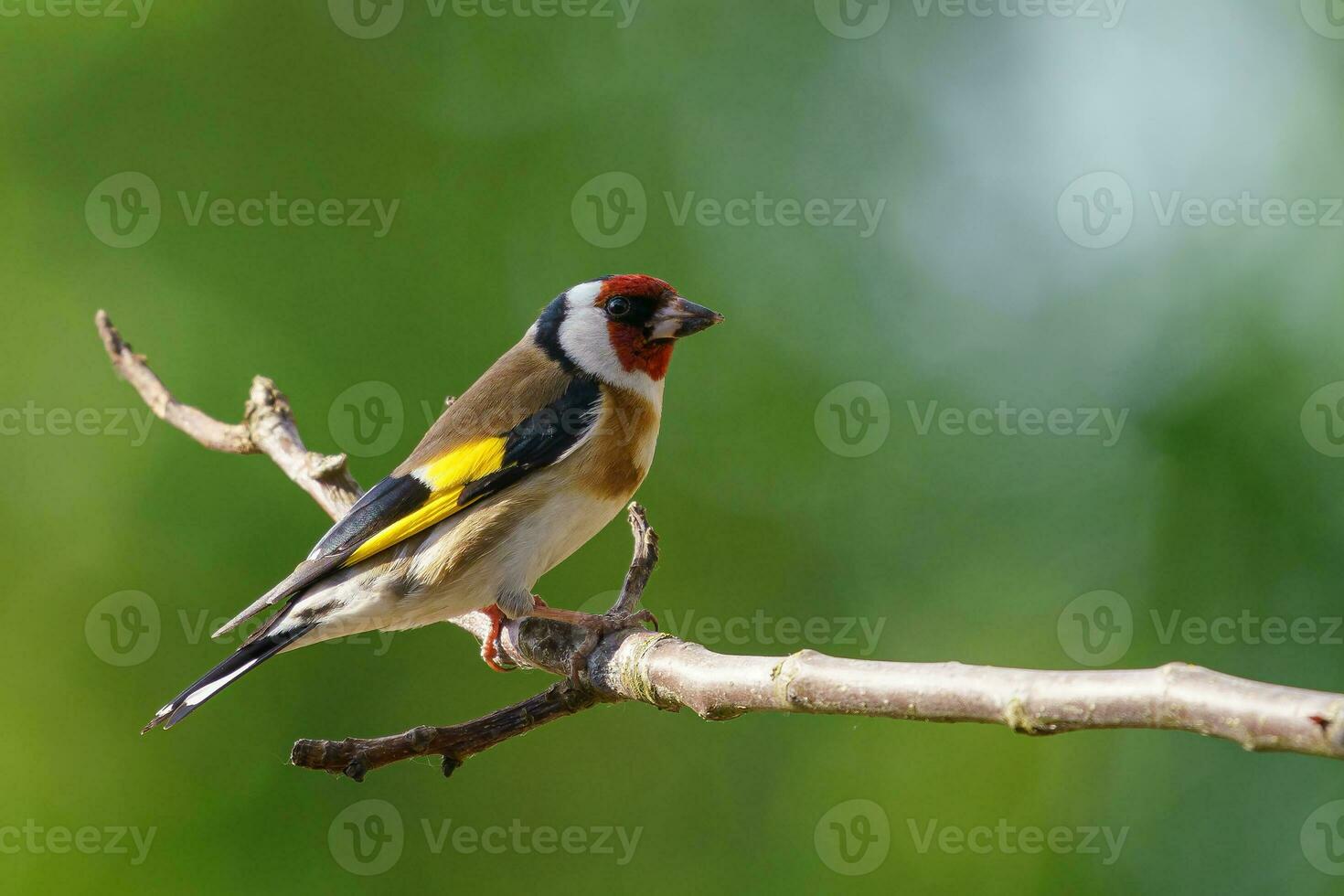 europeu pintassilgo, Carduelis Carduelis em uma ramo. tcheco república foto