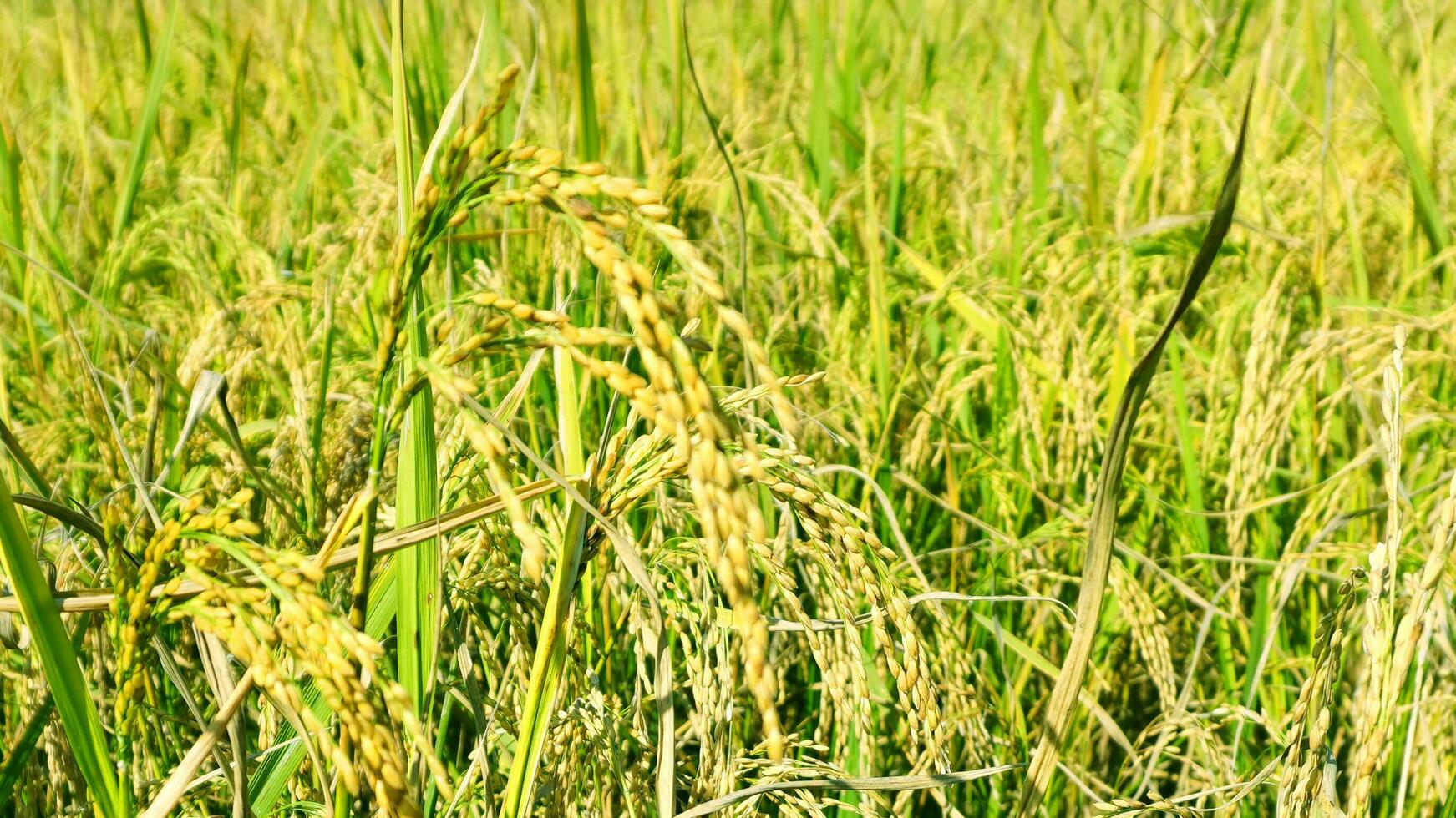a verde e amarelo orelhas do arroz grãos antes colheita arroz Campos dentro Bangladesh. foto