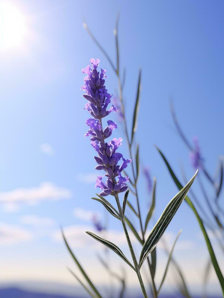 ai gerado florescendo lavanda dentro uma campo às pôr do sol foto