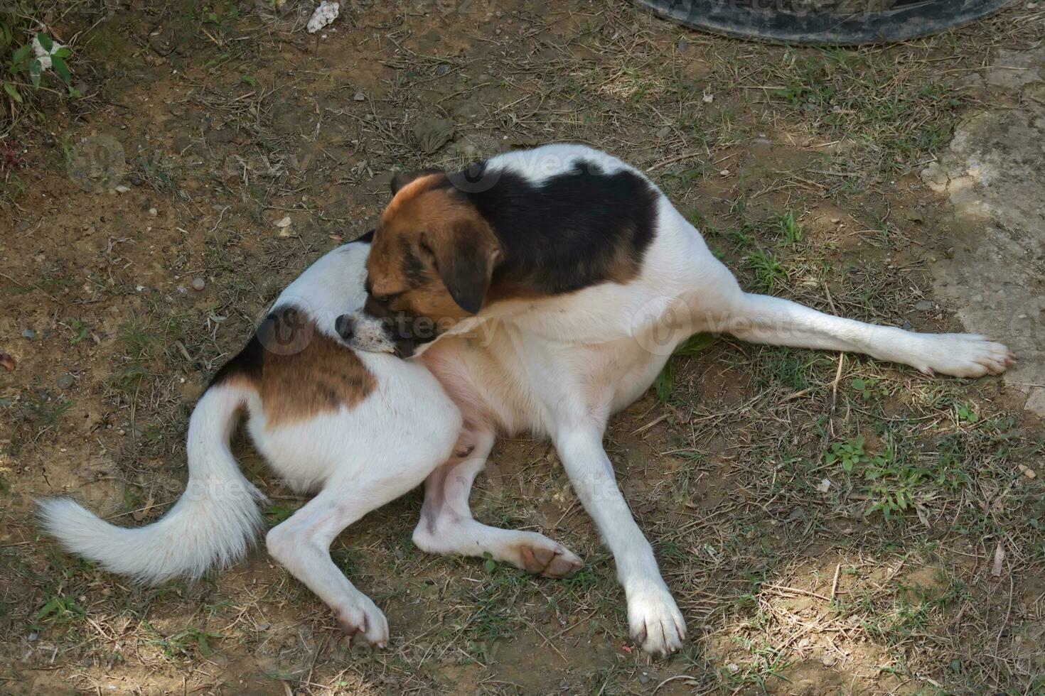 cachorro animal coçar em si foto