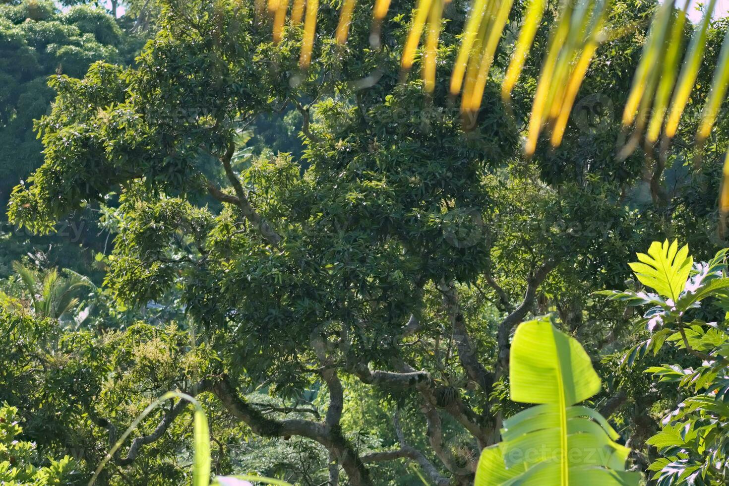 verde tropical floresta árvores foto