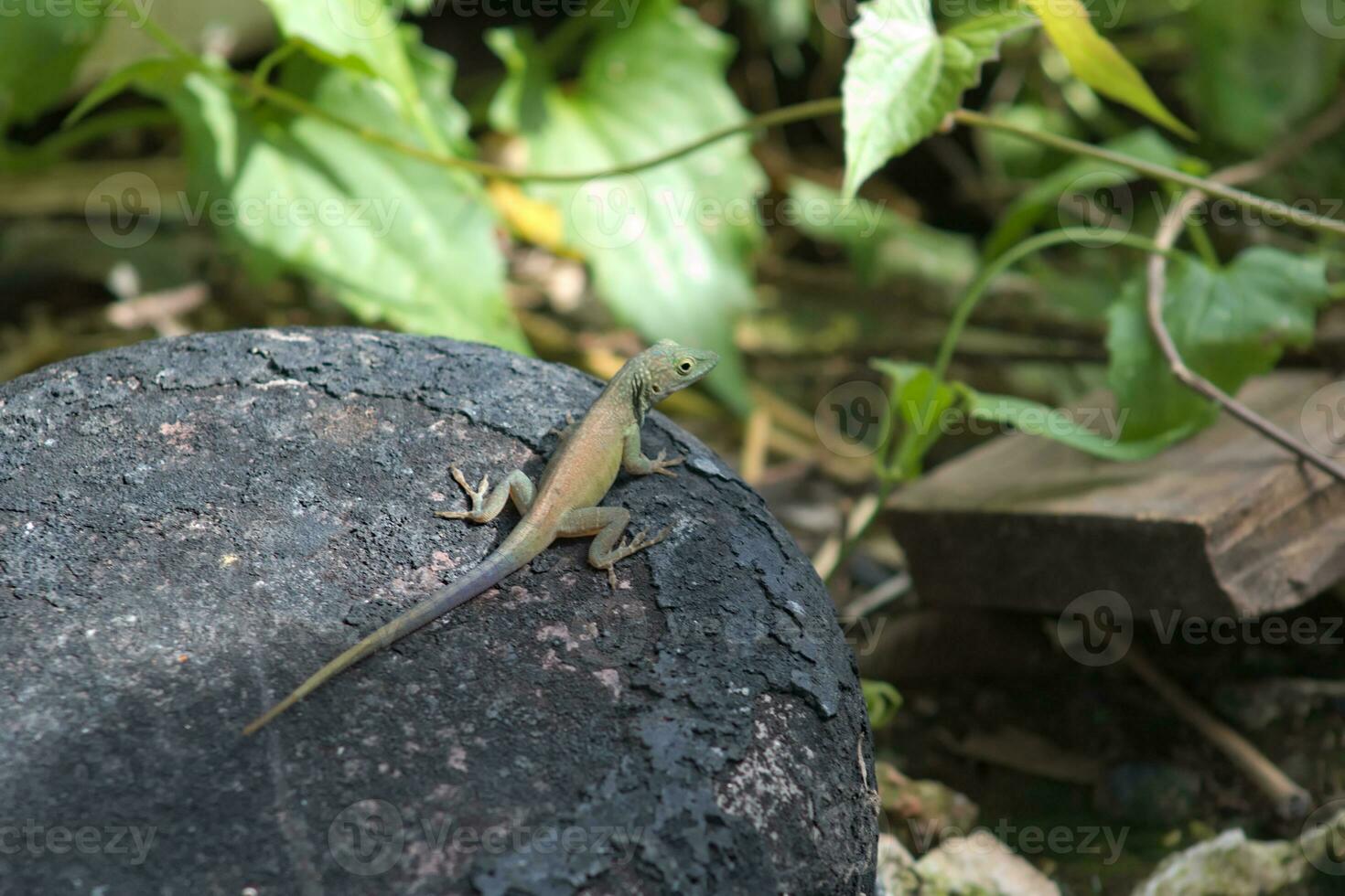 lagarto animal em oxidado superfície foto