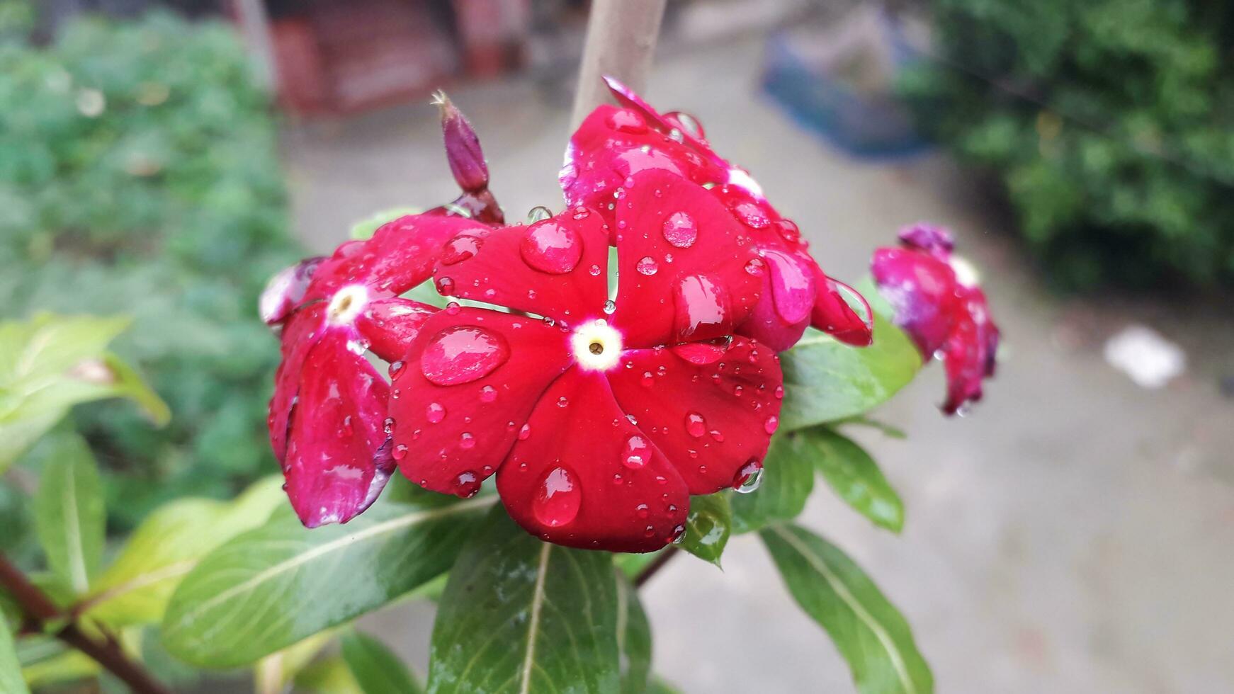 lindo vermelho flor com água solta foto